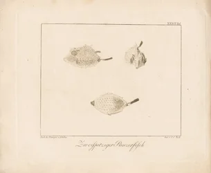 Longhorn Cowfish