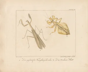 Praying Mantis and Leaf Insect