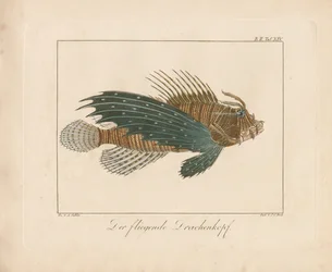 Red Scorpionfish