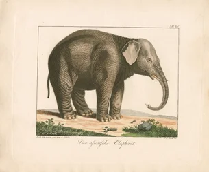 The Asian Elephant