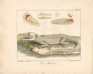 The Caiman