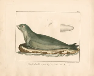 The Harp Seal with Anatomical Details