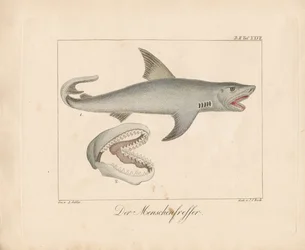 The Man-eater Shark