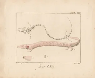 The Olm