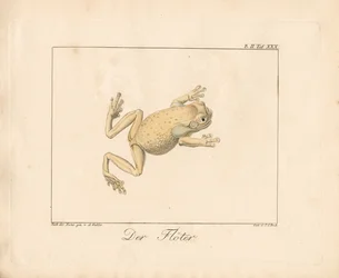 The Piper