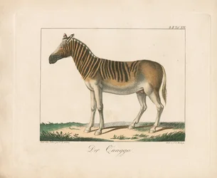 The Quagga