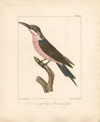 The Two-colored Bee-eater