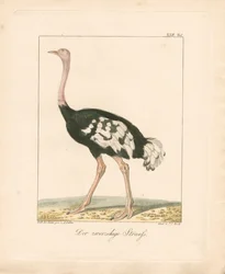 The Two-toed Ostrich
