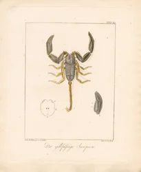 The Yellow-legged Scorpion