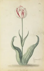 "Speramondi" Tulip, from an Album of Flowers