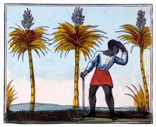 Cutting Sugar Cane, 1826