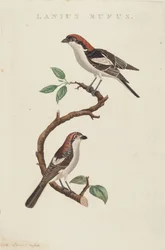 Rufous Shrike
