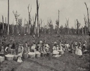 Cotton Picking in Mississippi