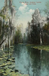Florida River, showing Cypress Trees and Moss