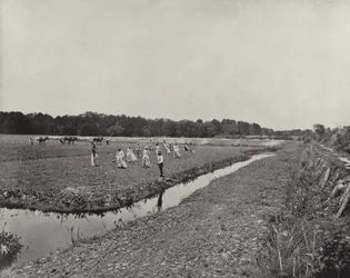 Planting Rice in North Carolina