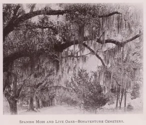 Spanish Moss and Live Oaks, Bonaventure Cemetery