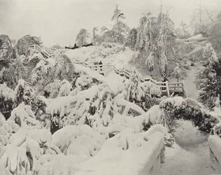 Winter Foliage on Luna Island