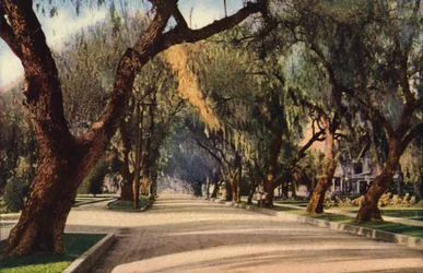 Avenue of Pepper Trees, Pasadena
