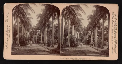 Avenue of royal palms, Queen