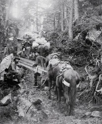 Climbing the Dyea Trail on the way to the Chilkoot Pass during the Klondike Gold Rush (1897-98)