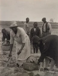 Field Work