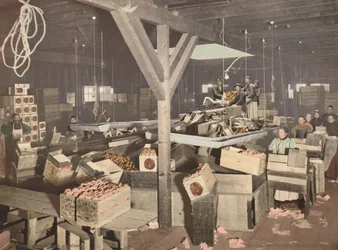 Orange Packing at Redlands, Published 1899