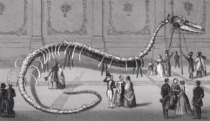 114 Foot Long Skeleton of Fake Sea Serpent 