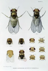 Abeilles - in Contributions to the genetics of drosophila melanogaster, Thomas H. Morgan