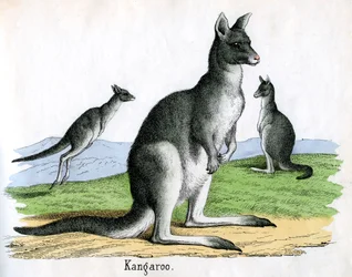 Antique Print of Kangaroos