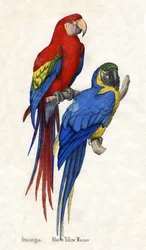 Aracangua and Blue and Yellow Macaw, from The Natural History of Animals