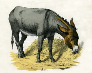 Ass, from The Natural History of Animals