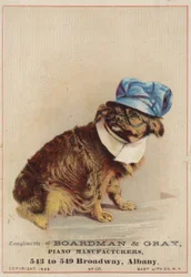 Brown Dog Wearing a Hat and Glasses