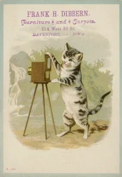 Cat Taking a Photograph