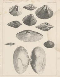 Conchology Plate I