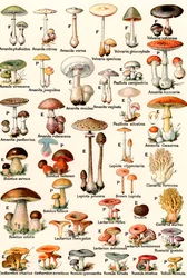 Edible and Poisonous Mushrooms