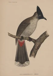 Ixos Haemorrhous (Gmelin)