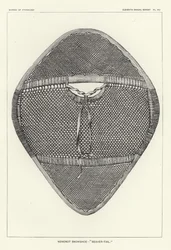 Nenenot Snowshoe - Beaver-Tail