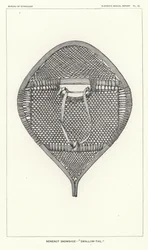 Nenenot Snowshoe - Swallow-Tail
