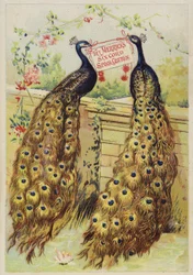Peacocks Sitting on Wall