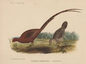Phasianus Soemmeringh
