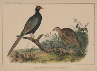Phasianus Versicolor (Vieillot)