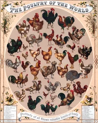 Poultry of the World Poster