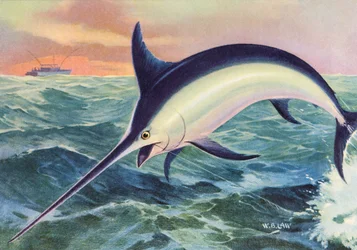 Sport Fishing: Leaping Swordfish
