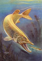Sport Fishing: Northern Pike Striking a Lure