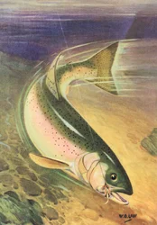 Sport Fishing: Rainbow Trout on the Line