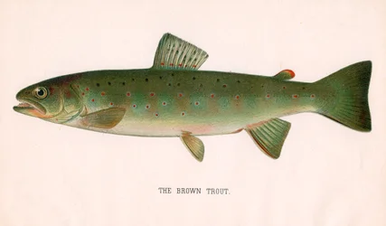 The Brown Trout