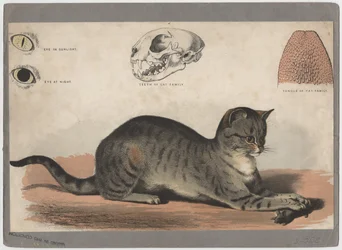The Cat