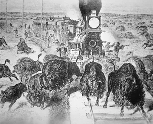 Train Passengers on the Kansas Pacific Railroad, Shooting Buffalo for Sport in the 1870s