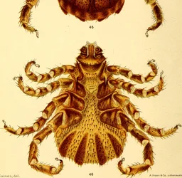 Ventral view of male Boophilus Annulatus, illustration from "Cattle ticks"