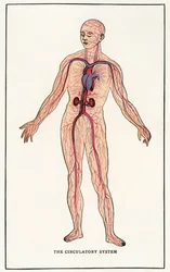 Vintage Anatomical Print of the Human Circulatory System